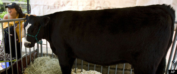 Meat