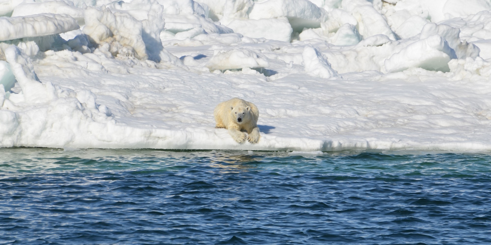 Polar Bears Can't Rely On Land-Based Foods When The Ice Melts, Study Finds - Huffington Post