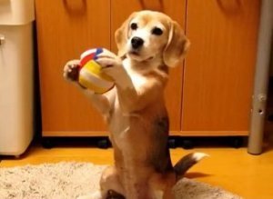 Puppy Plays Catch