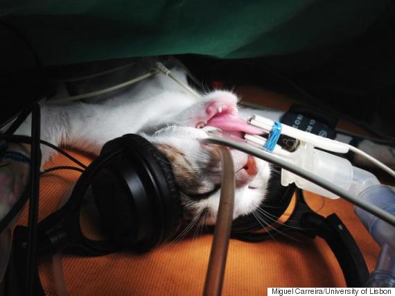 Cats Prefer Classical Music When They're Having Surgery HuffPost