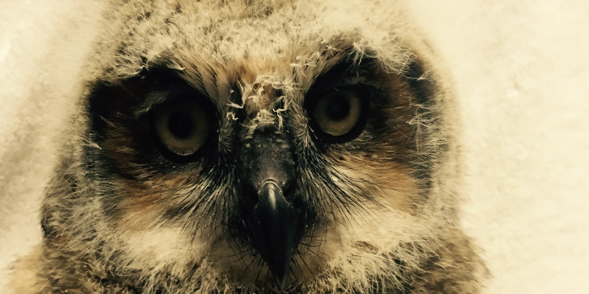Whooooo's There? Baby Owl Shows Up At Woman's Doorstep (PHOTOS, VIDEO