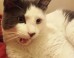 'Felines Of New York' Proves Cats Are Better Than People