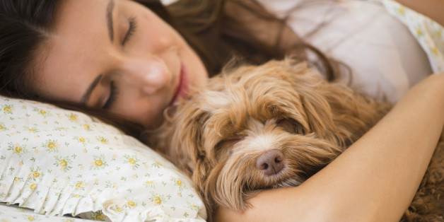 Images WATCH: Extravagant Las Vegas Pet Hotel Will Make You Wish You Were a Dog 1 las vegas travel Images WATCH: Extravagant Las Vegas Pet Hotel Will Make You Wish You Were a Dog 1 Las Vegas