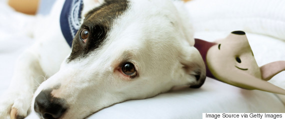 woman dog bed