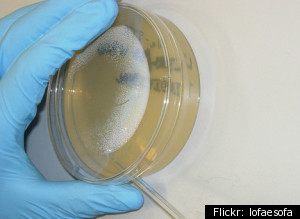 Test Tube Meat