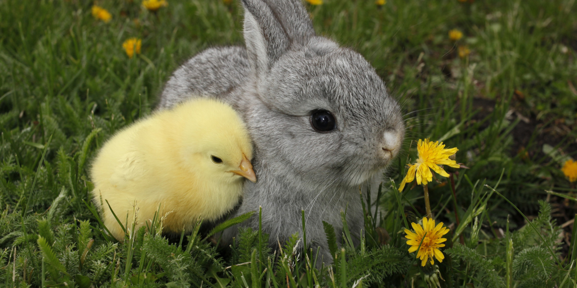 Heres What Can Happen To Those Unwanted Easter Bunnies And Chickens 