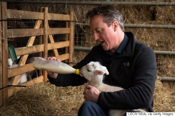 o-DAVID-CAMERON-FEEDS-ORPHANED-LAMB-570.