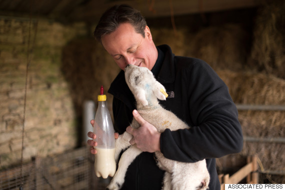 Election 2015: best political pictures and videos O-DAVID-CAMERON-FEEDS-ORPHANED-LAMB-570