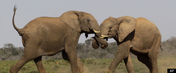 Elephants Fighting