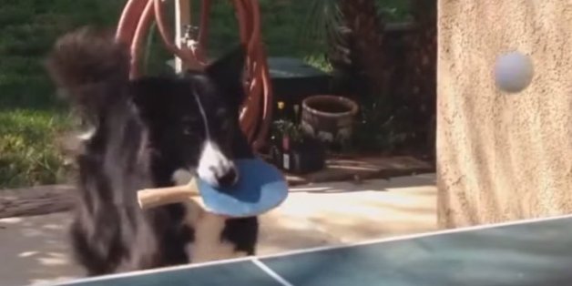 dog plays ping pong
