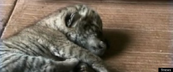 Liger Cubs
