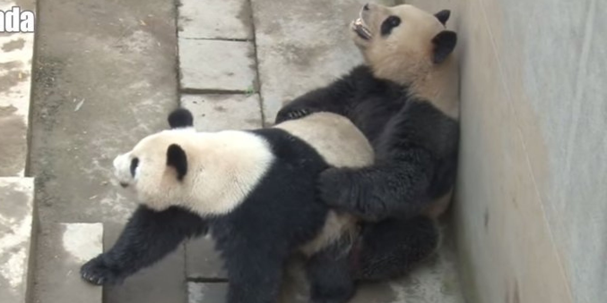 Chinas Sexiest Panda Obliterates Own Record In Latest Sex Romp Huffpost 1638