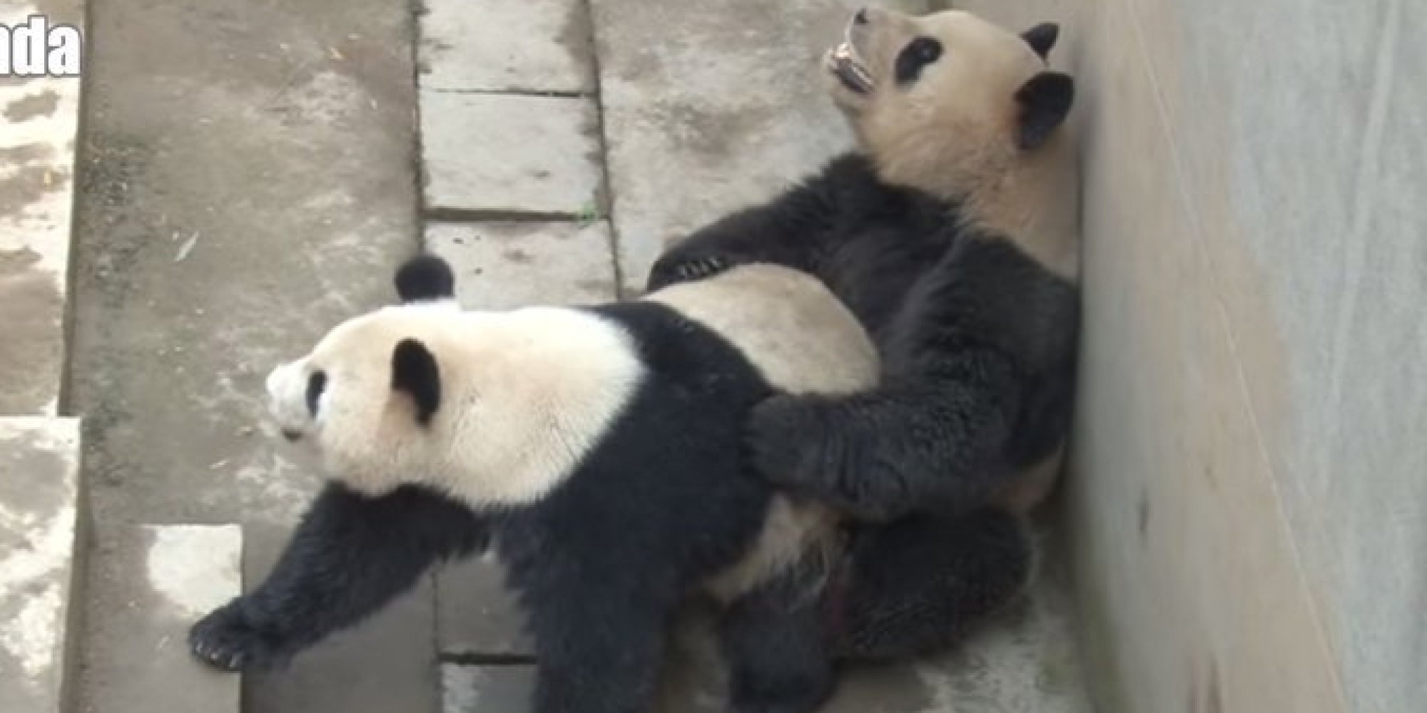 Chinas Sexiest Panda Obliterates Own Record In Latest Sex Romp Huffpost 1047