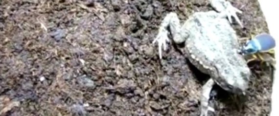 Beetle Eats Toad