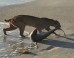Bobcat Catches Shark In Photo Experts Say Is Probably Real
