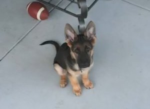 Puppy Time Lapse