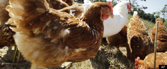 Antibiotics Animal Feed
