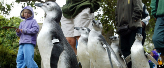 Penguins