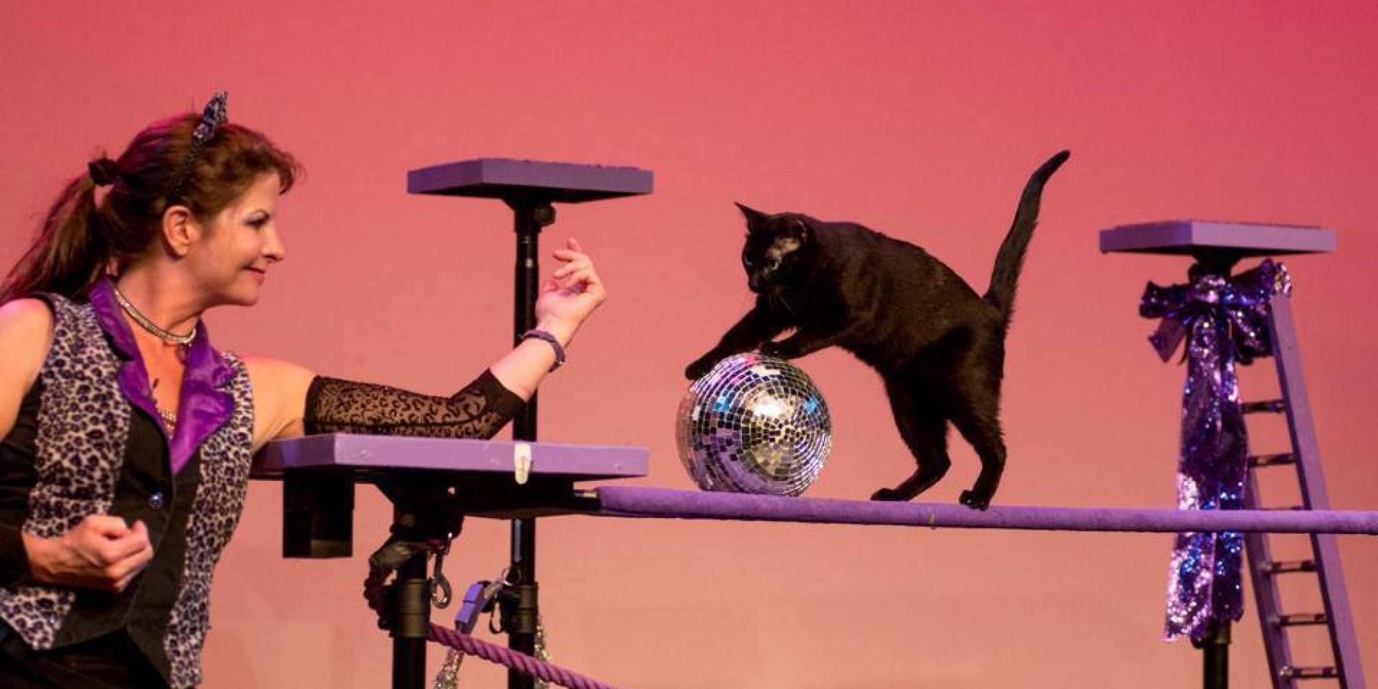 11 Important Facts You Need To Know About The Cat Circus. Yes, The Cat