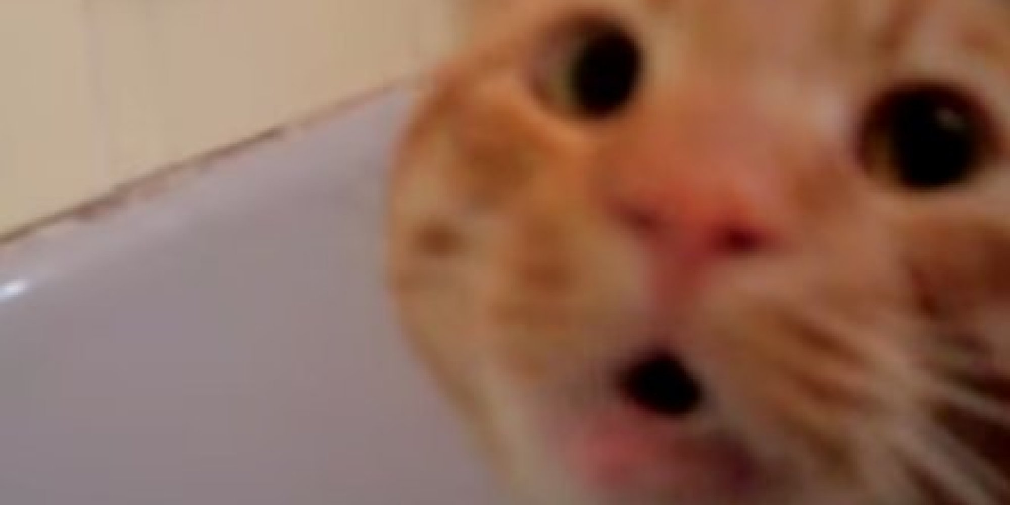 Cat Just Says 'No!' To Bath Time HuffPost