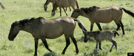 Horse Virus