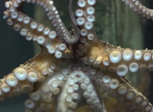 Octopus Photographer