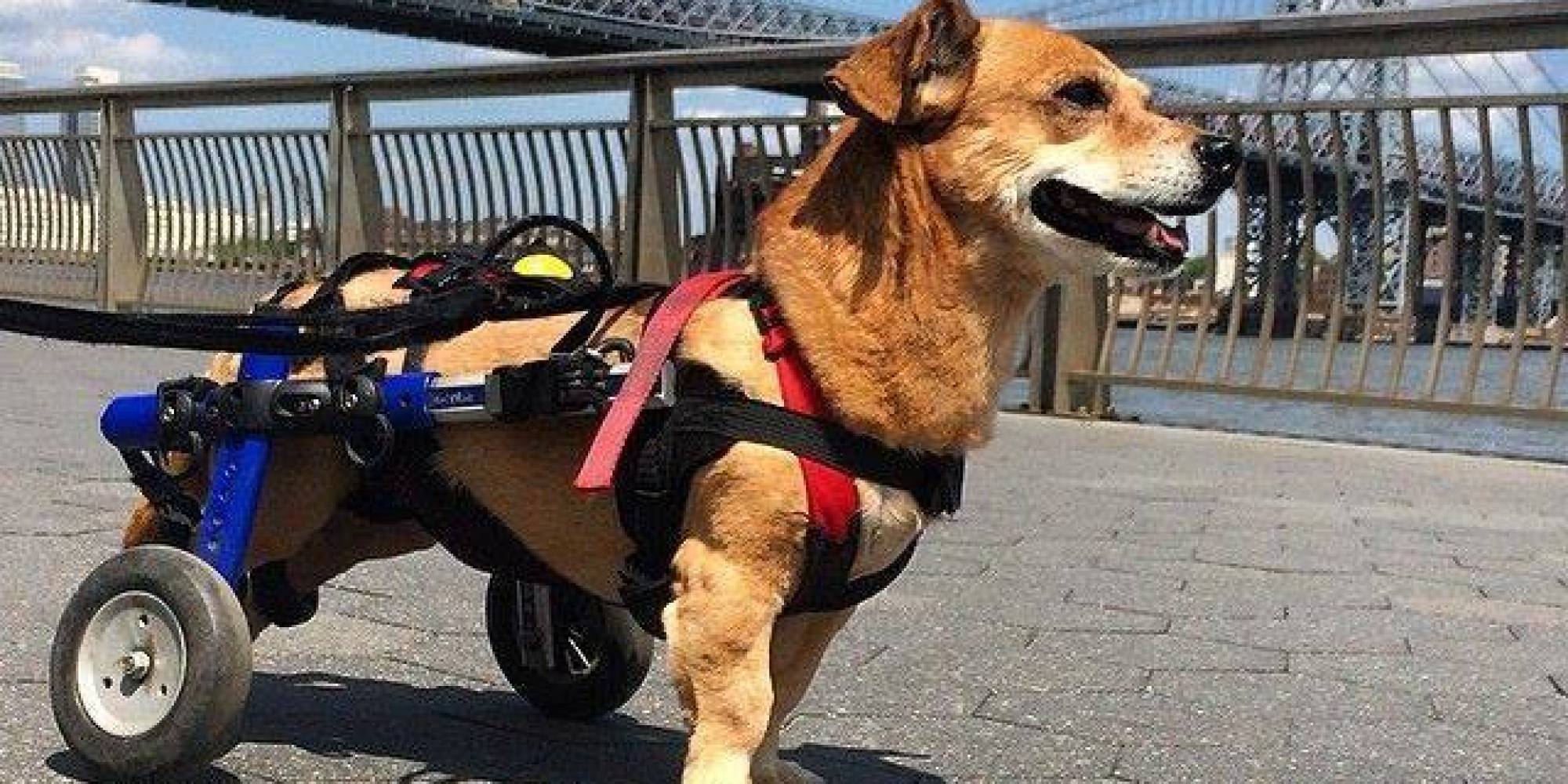 Oscar The Dog Is The Picture Of Perseverance After A Wheelchair Gave Him His Mobility Back