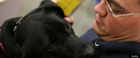 Veterans Ptsd Service Dogs