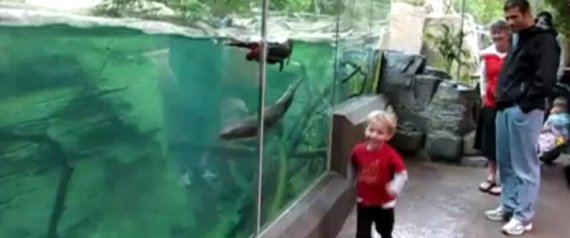 Otter Follows Boy