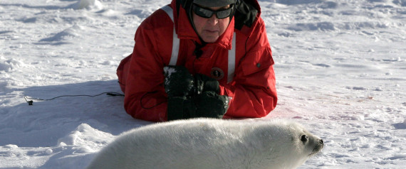 MCCARTNEY SEAL