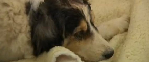 Miracle Dog