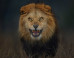 Photographer Gets A Little Too Close To Lion, Escapes With This Stunning Picture