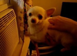 Puppy Swims In Air Conditioning