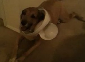 Dog In Trash