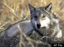 Eastern Wolves Coyotes Hybrid