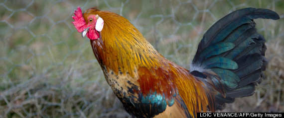 Rooster