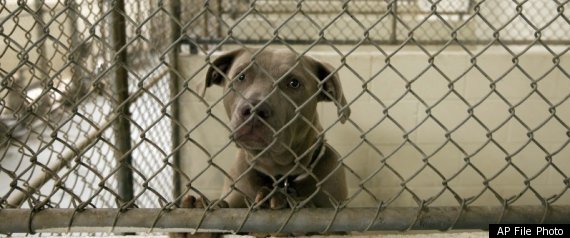 Missing Shelter Animals