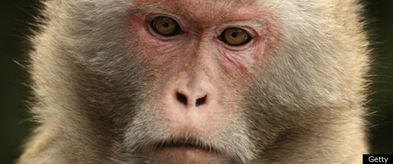 Monkey Regret