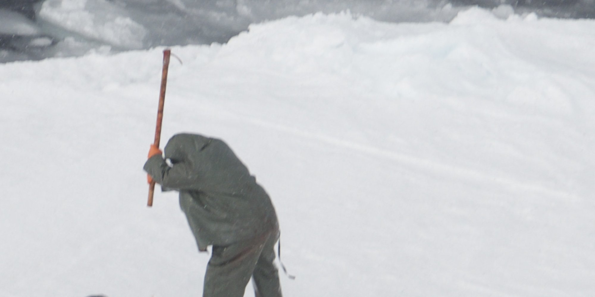 Graphic Video Of Annual Canadian Seal Hunt Released By Animal Rights