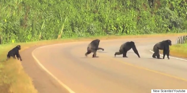 WATCH: Chimps Look Both Ways