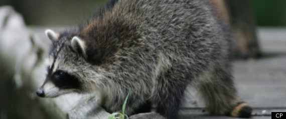 Raccoon