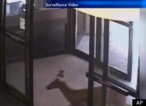 Deer Walks Into Bank Video