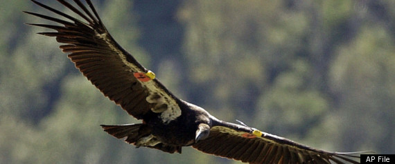 California Condors