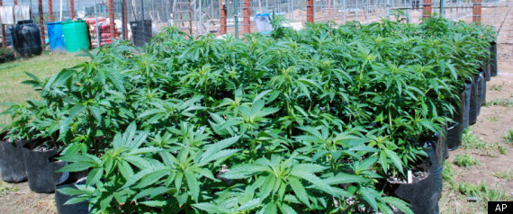Wegrow Walmart Of Weed