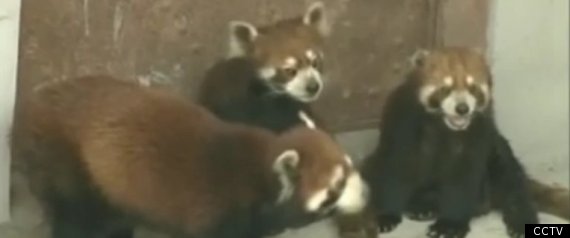 Red Pandas