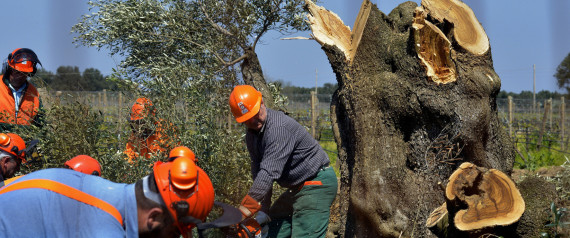 XYLELLA FASTIDIOSA