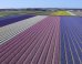 This Drone Video Of Dutch Flower Fields Will Give You The Touch Of Spring You Needed