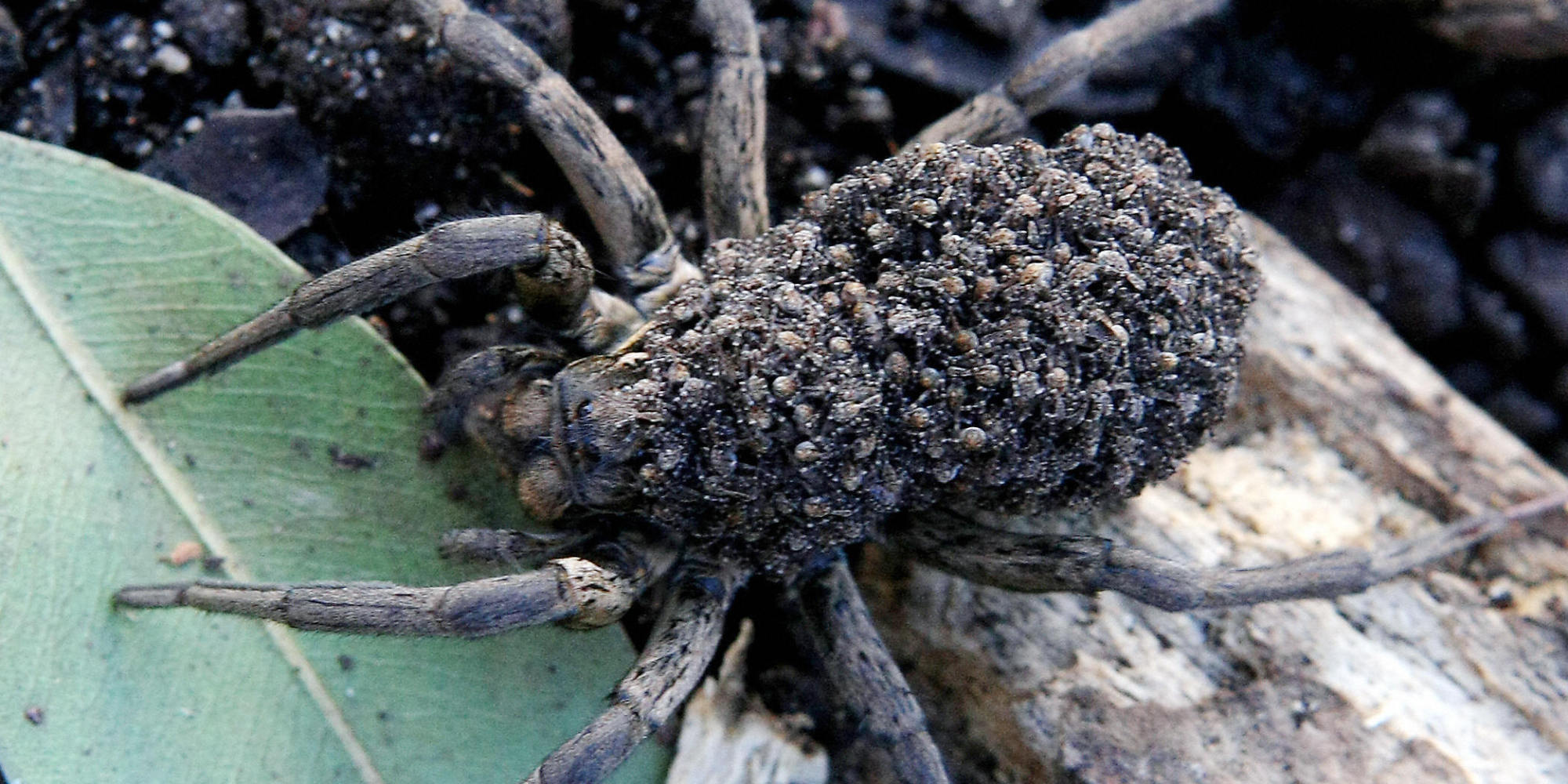 Image result for spider swarm