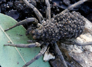 n-WOLF-SPIDER-large300.jpg