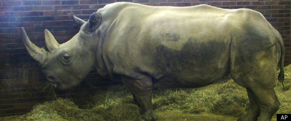 White Rhino
